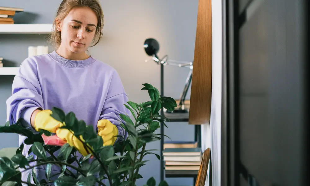 Care for purifying plants: leaf cleaning in a minimalist environment