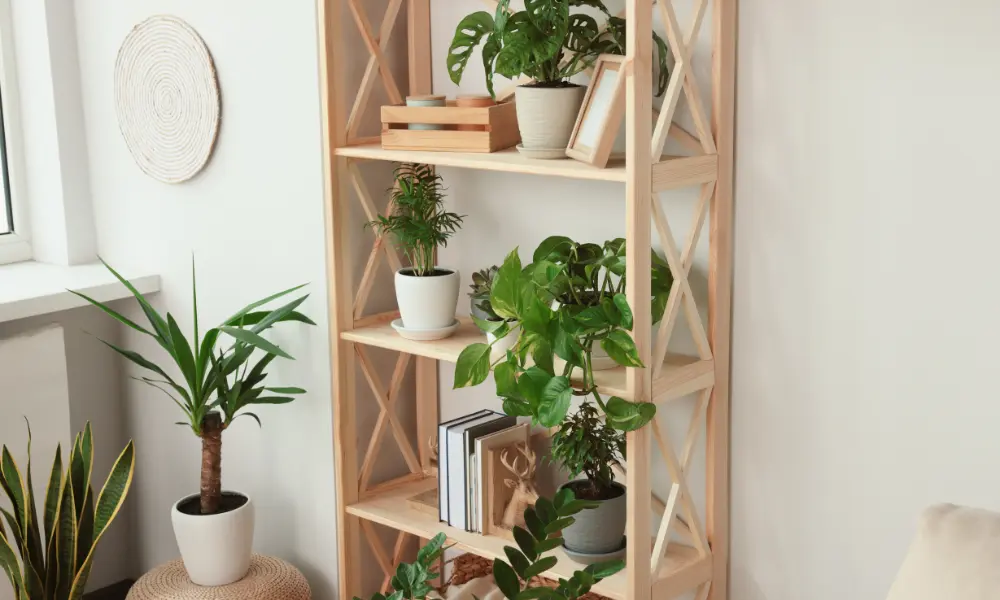 Compact plants organized to purify the air in small and minimalist environments
