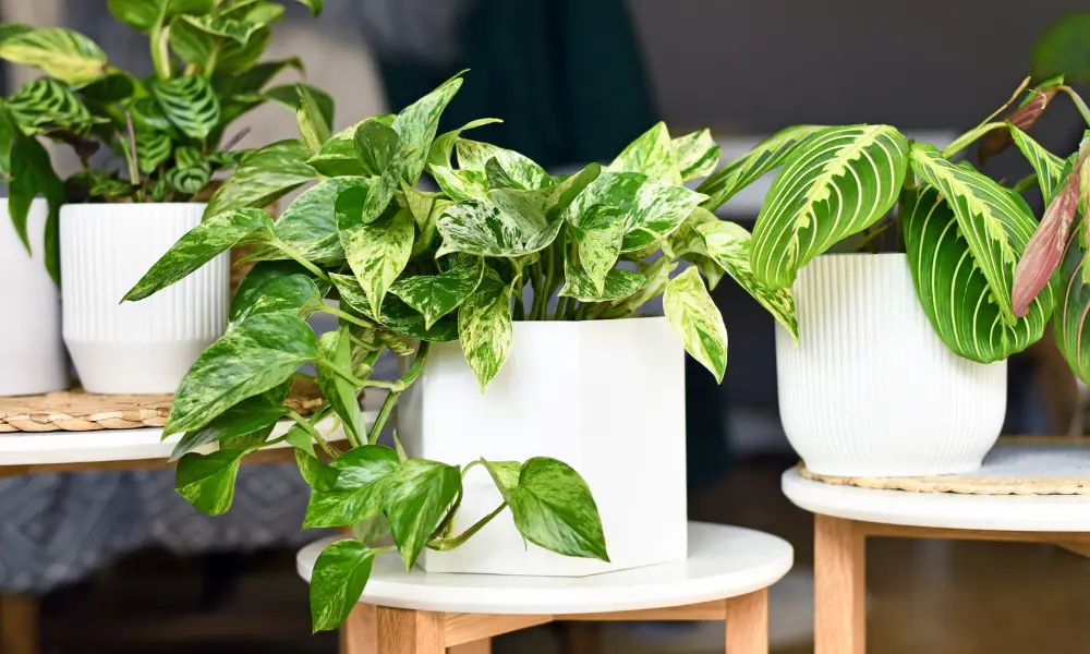 plantas-minimalistas-decoracao Selection of minimalist plants to decorate small spaces lightly