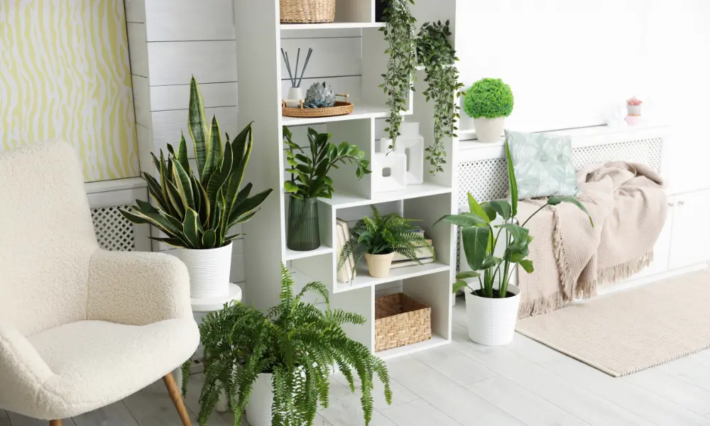 Compact plants purifying the air in minimalist decor for small spaces