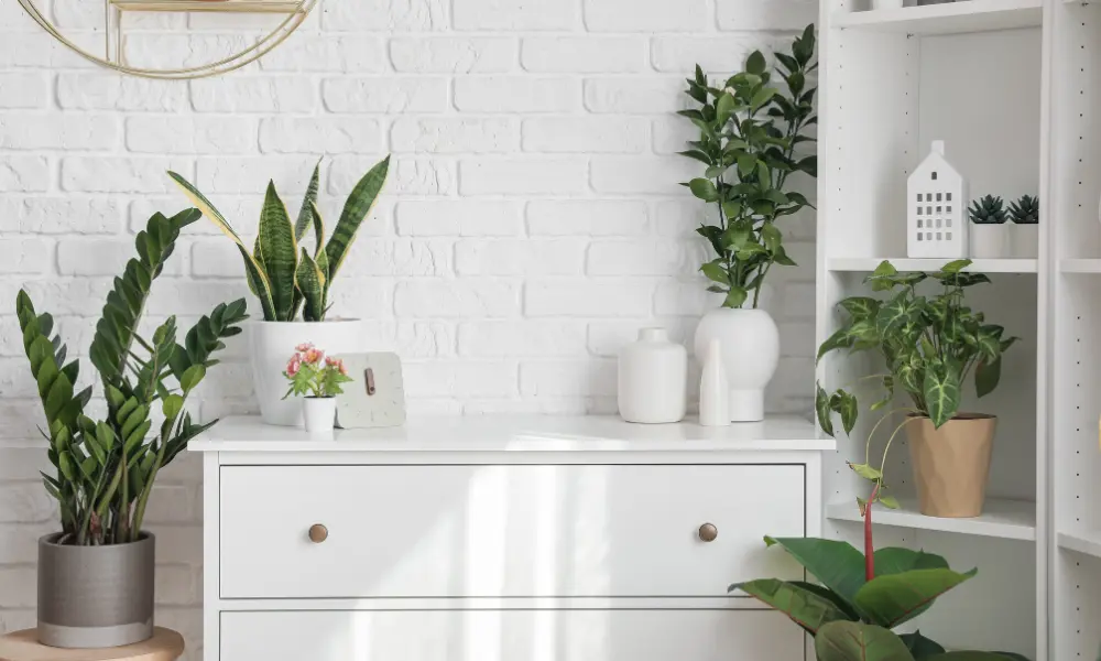 Shelf with small plants used to purify the air in compact spaces